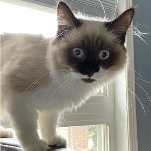 Meet your Posher, Miranda